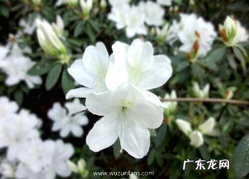 椰糠杜鹃上盆时间与养护方法