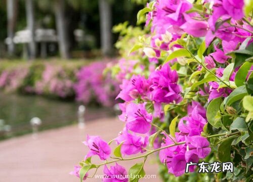 椰糠杜鹃上盆时间与养护方法