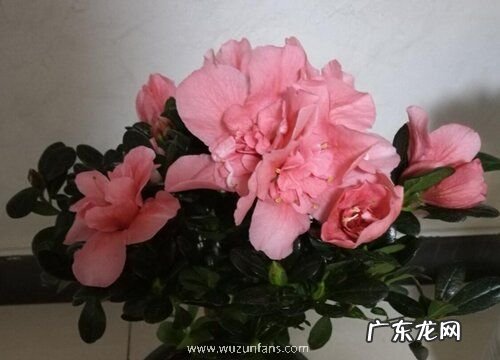 椰糠杜鹃上盆时间与养护方法