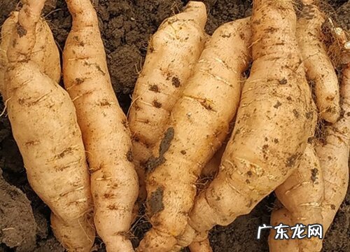 地黄哪里产的最好