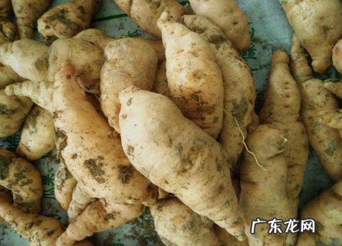 地黄哪里产的最好