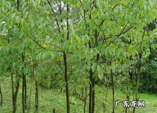 杜仲哪里产的最好