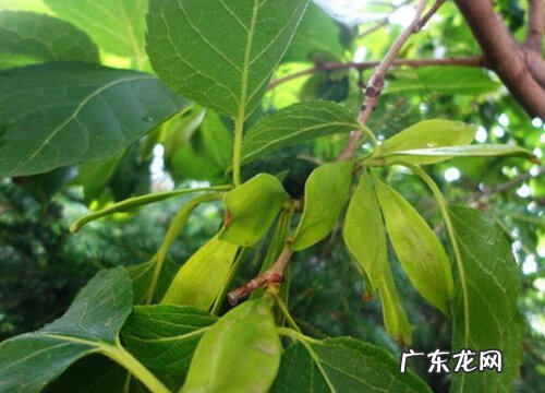 杜仲哪里产的最好