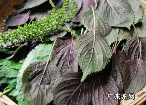 紫苏叶哪里产的最好