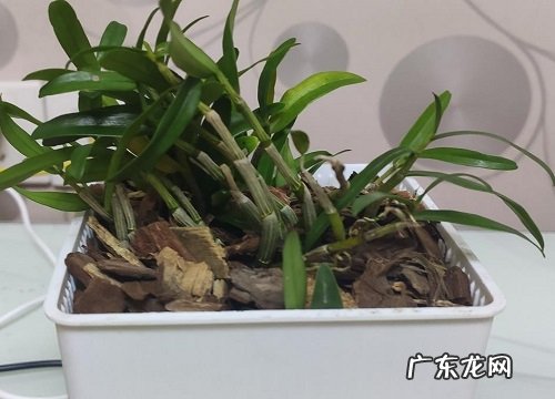 石斛什么时候分株