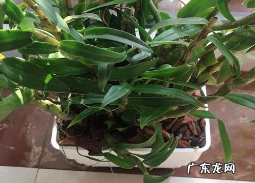 石斛什么时候分株