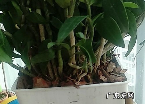石斛什么时候分株