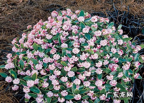 金边瑞香夏天怎么养护