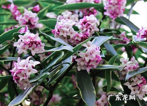 金边瑞香夏天怎么养护