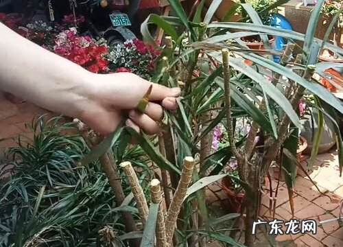 散尾竹怎么修剪方法