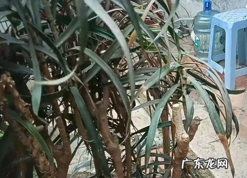 散尾竹怎么修剪方法