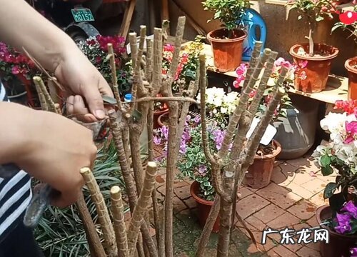 散尾竹怎么修剪方法