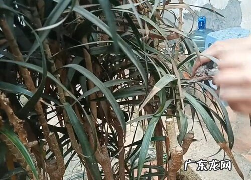 散尾竹怎么修剪方法