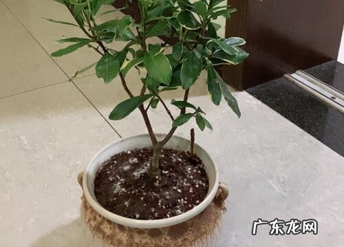 瑞香花夏天怎么养护