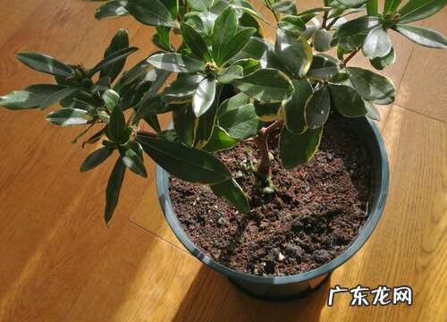 瑞香花夏天怎么养护