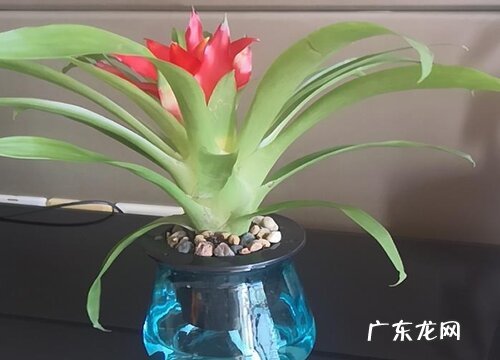 代表喜庆的植物有哪些