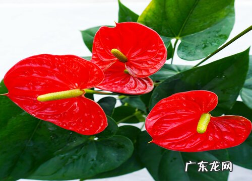 代表喜庆的植物有哪些