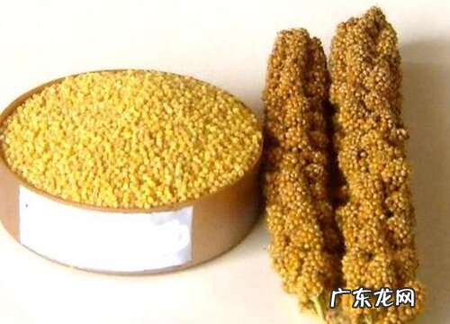 糯小米哪里产的最好