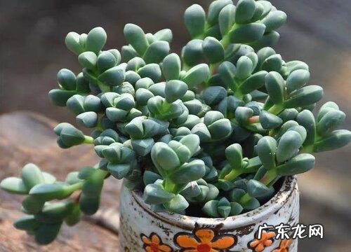 鹿角海棠夏天怎么养护