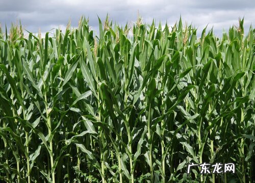 东北盛产什么农作物