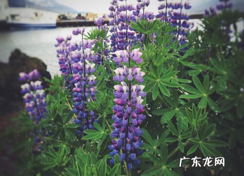 高杆花卉有哪些