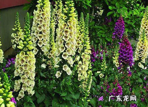 高杆花卉有哪些