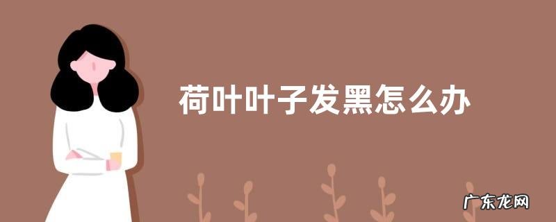 荷叶叶子发黑怎么办