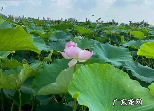 荷叶叶子发黑怎么办