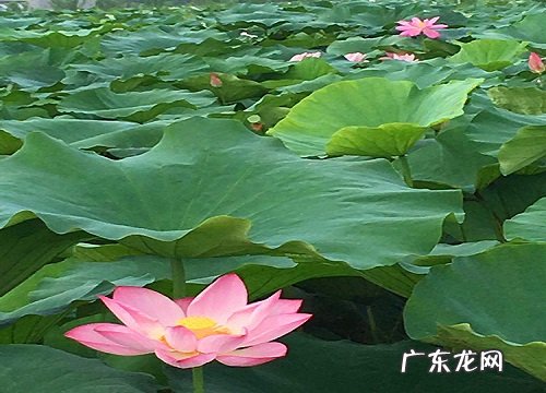 荷叶叶子发黑怎么办