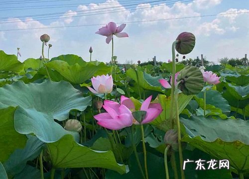 荷叶叶子发黑怎么办