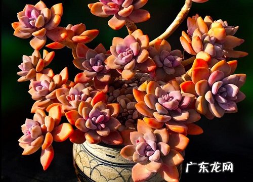 冬美人夏天怎么养护