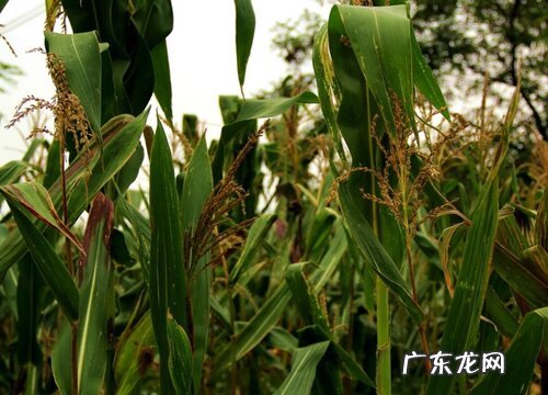 贵州盛产什么农作物