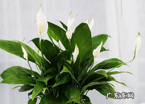 女生办公室适合放什么植物