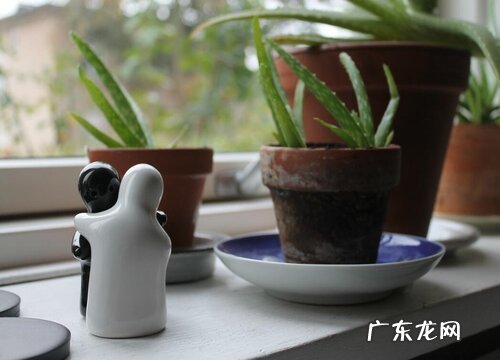 女生办公室适合放什么植物