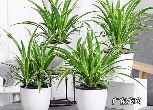 女生办公室适合放什么植物