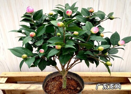 茶花夏天怎么养护