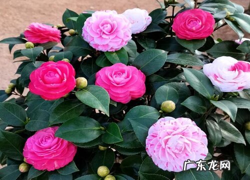 茶花夏天怎么养护
