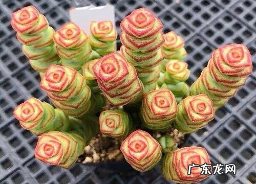 多肉钱串夏天怎么养护