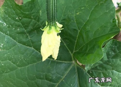 丝瓜花是完全花吗 属于完全花还是不完全花