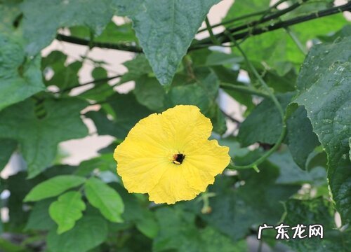 丝瓜花是完全花吗 属于完全花还是不完全花