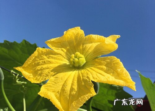 丝瓜花是完全花吗 属于完全花还是不完全花