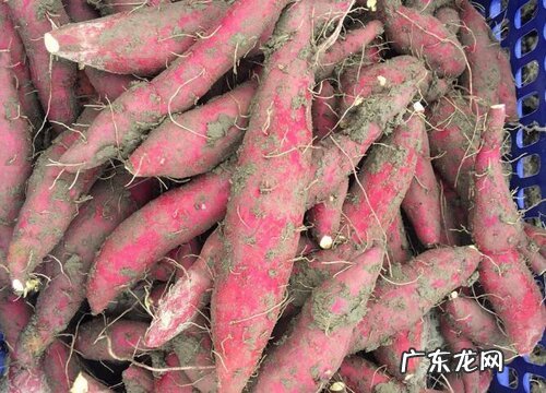 株洲市盛产什么农作物