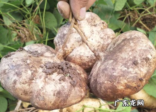 株洲市盛产什么农作物