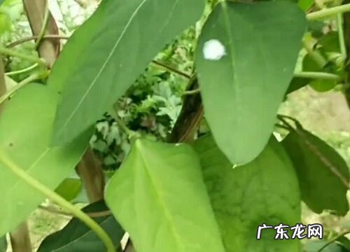 豇豆什么时候播种