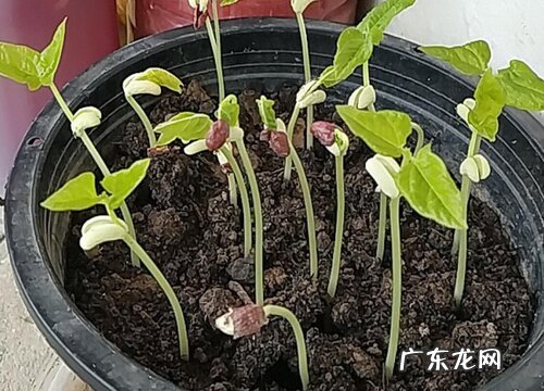 豇豆什么时候播种