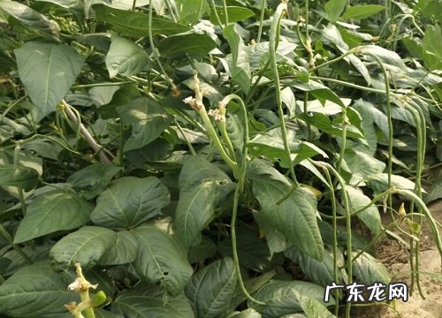 豇豆什么时候播种