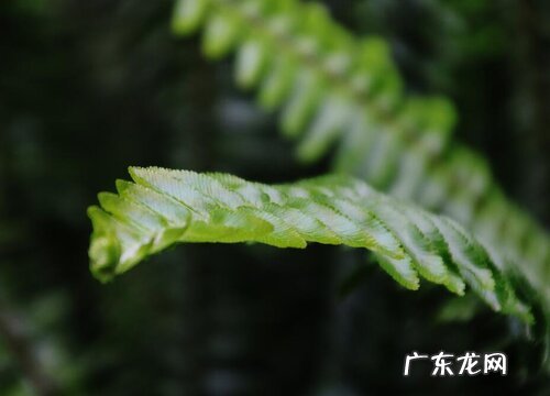 生肖风水花卉有哪些