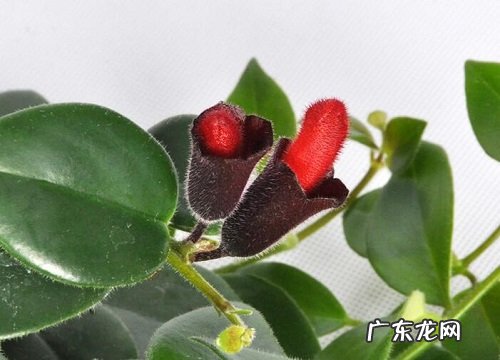 生肖风水花卉有哪些