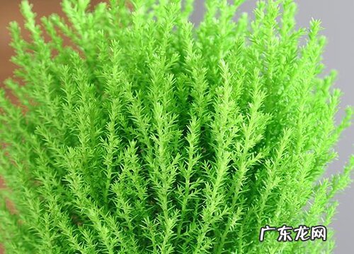 代表长寿的植物有哪些