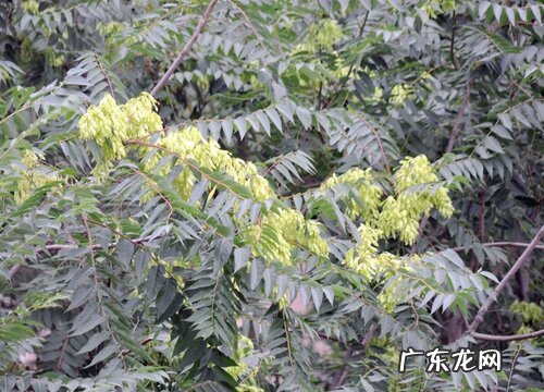 代表长寿的植物有哪些